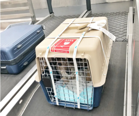 云南宠物托运 宠物托运公司 机场宠物托运 宠物空运